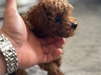 Aradığınız Poodle Yavrular Burada Yasal Çiftlikten