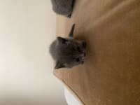 British shorthair yavrular