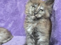 Maine coon dişi black smoke Tortie wcf pet