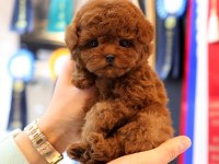 KOREAN TOY POODLE YAVRULARIM
