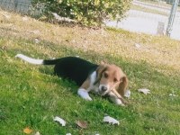 15 aylık güzeller güzeli beagle kraliçem saf kan