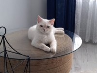 British Shorthair Bluepoint 1 Yaşında Erkek