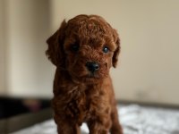 A KALİTE ORJİNAL TOY POODLE