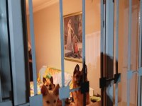 Köpeklerimiz Tina ve Şila evde büyüdüler