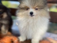 Orjinal Ayı Surat Pomeranian Boo Yavrular