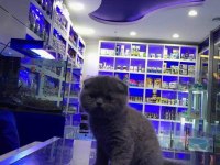 Scottish Fold Yavrularımız