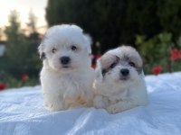 Morkie bebekler erkek