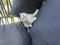 Teslime hazır oyuncu bebek kediler