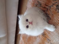 British longhair pamuk bebişe yuva arıyorum