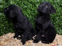 Burkemden a kan labrador yavrularımız