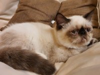 Safkan Exotic Shorthair Blue Point Dişi L