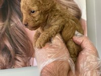 Toy poodle yavrularımız