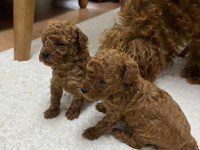 Anne babadan garantili 1,5 aylık toy poodle