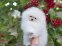 5 Aylık Yavru Pomeranian Boo White