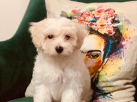 1 Yaşındaki terrier tuvalet eğitimli erkek köpeğim