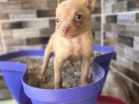 50 günlük minik dişi chihuahua yavrum yeni ailesini arıyor