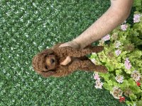 A kalite sağlıklı poodle