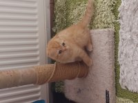 Yavru scottish fold kediler