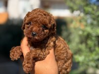 Büyümeyen Korsa Poodle Bebeklerimiz