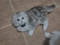 Top kafa safkan eğitimli scottish fold dişi erkek