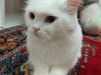 British longhair 1.5 yaş dişi