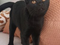 Dişi 5 Aylık Scottish Fold