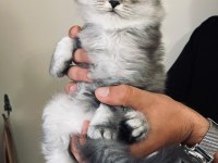 2 aylık british longhair silver