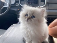 Scottish Straight Yavrularımız Evinizin Neşesi Olacaktır