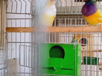 Sahibinden Farklı Renklerden ve Cinslerden Finch Kuşları