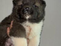 Muhteşem erkek akita bebek