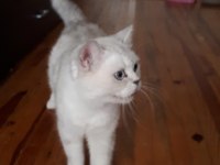 British shorthair 2 aylık dişi