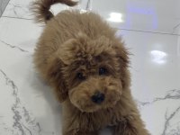 Yavru Toy Poodle