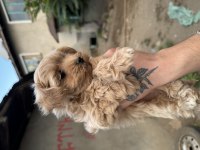 Irk ve sağlık garantili erkek maltipoo
