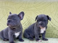 Blue renkli maviş gözlü tuvalet eğitimli french bulldoglar