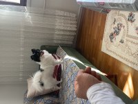 1 yaşında pomeranian kızımız