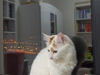 2 yaşında tekir ev kedisi