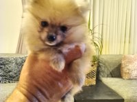 Mayıs isimli pomeranian yavrumuz