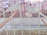 Minyatür Kumru (Diamon Dove)