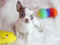 Egzotic Lilac White Chihuahua