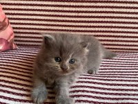 İster dişi ister erkek kedimiz Antalya adrese teslim
