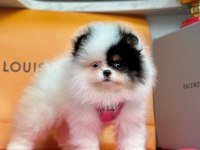 Safkan Pomeranian Boo Bebekler