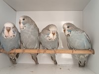 Show jumbo muhabbet kuşu yavrular