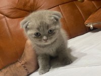 Scottish fold kedimiz yeni ailesine gitmeye hazır