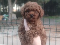 Kore kan toy poodle yavruları