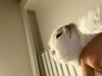 3 aylık mavi gözlü beyaz scottish fold yavrumuz