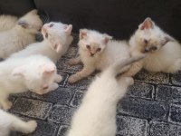 Tatlı Siyam Scottish Fold İran Yav. Ailelerini Arıyor