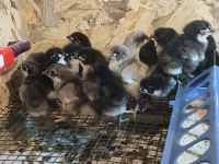 Alman uzun kuyruk astrolop