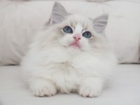 Full şecereli ragdoll yavruları
