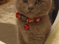 Cüzi sahiplendirilecektir british shorthair