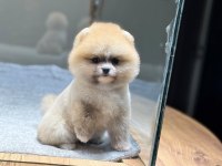 Dişi Ve Erkek Teacup Boy Pomeranian Teddy Bear Yavrularım